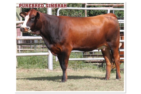 LOT 50 - PRR COUNTRY GIRL 613L