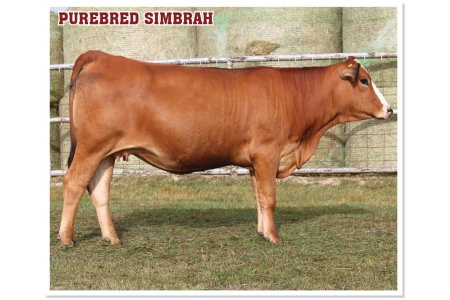 LOT 51 - PRR SWEET N PRETTY 619L