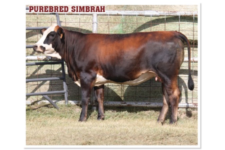 LOT 52 - PRR SUNSET GLO 622L