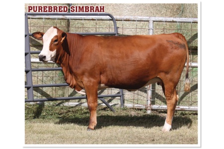 LOT 53 - PRR SPECIAL 665L