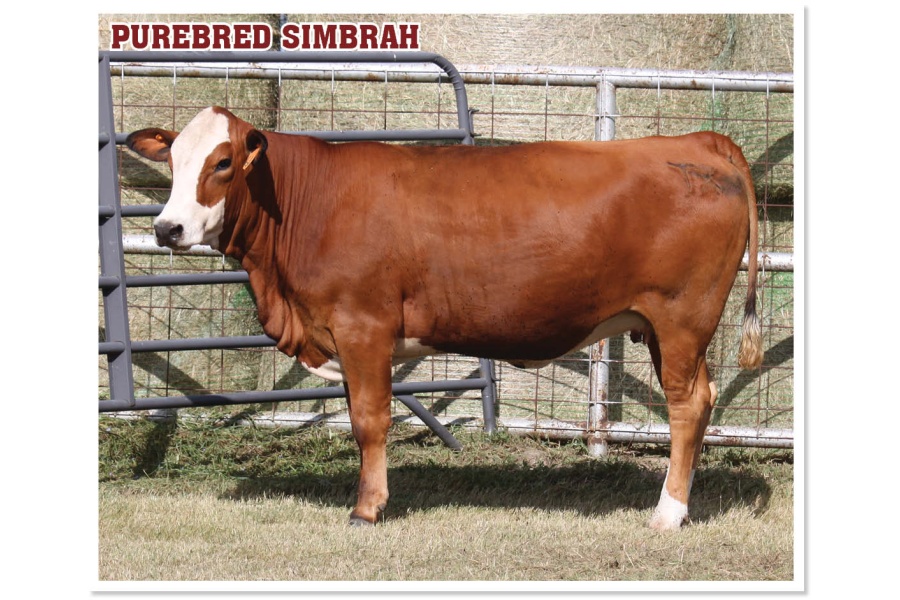 LOT 53 - PRR SPECIAL 665L