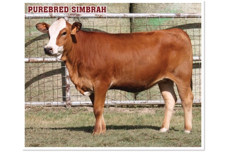 LOT 54 - PRR BLESSING 667L