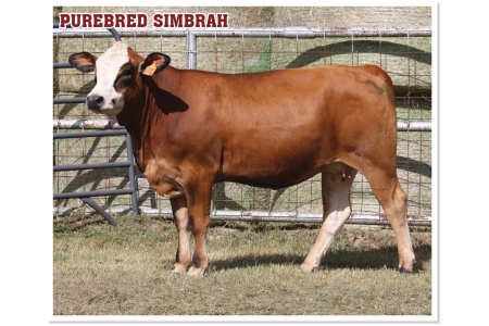 LOT 55 - PRR FIREFLY 690L