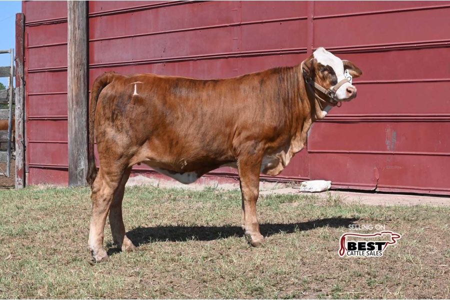 LOT 11 - MS 4-T SPRINKLES 72 (S)