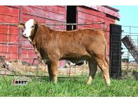 LOT 19 - X MS. SHELBY 221