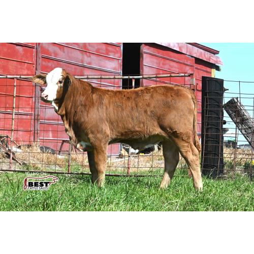LOT 19 - X MS. SHELBY 221