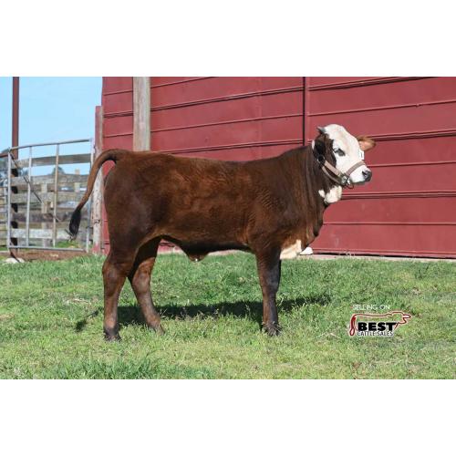 LOT 07 - X MS. BROWNING 161