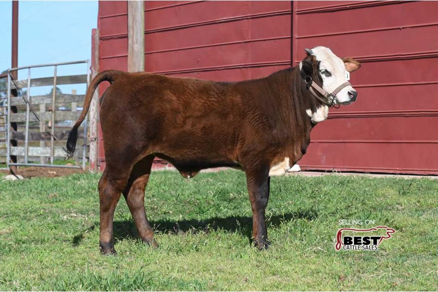 LOT 07 - X MS. BROWNING 161