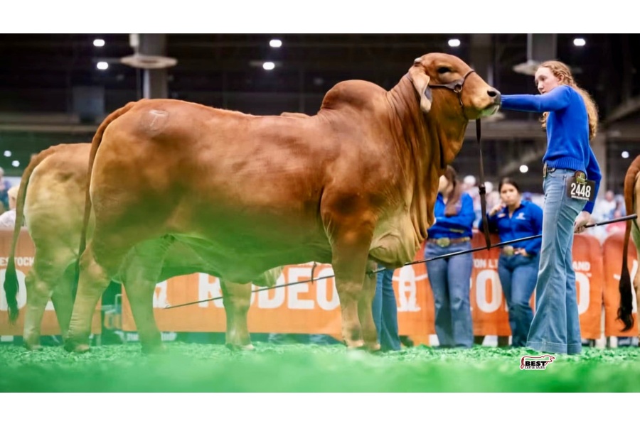 LOT 07 -BUYER'S CHOICE - IVF Aspiration