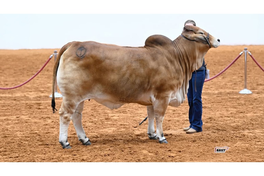 LOT 07 -BUYER'S CHOICE - IVF Aspiration