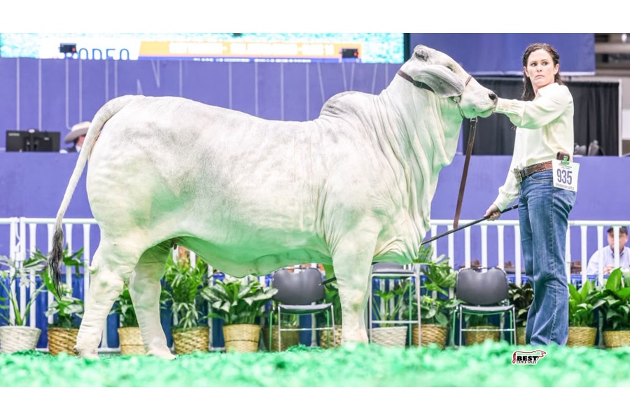 LOT 06 - MISS GR LUCKY'S PEARL 7/4 - IVF Aspiration