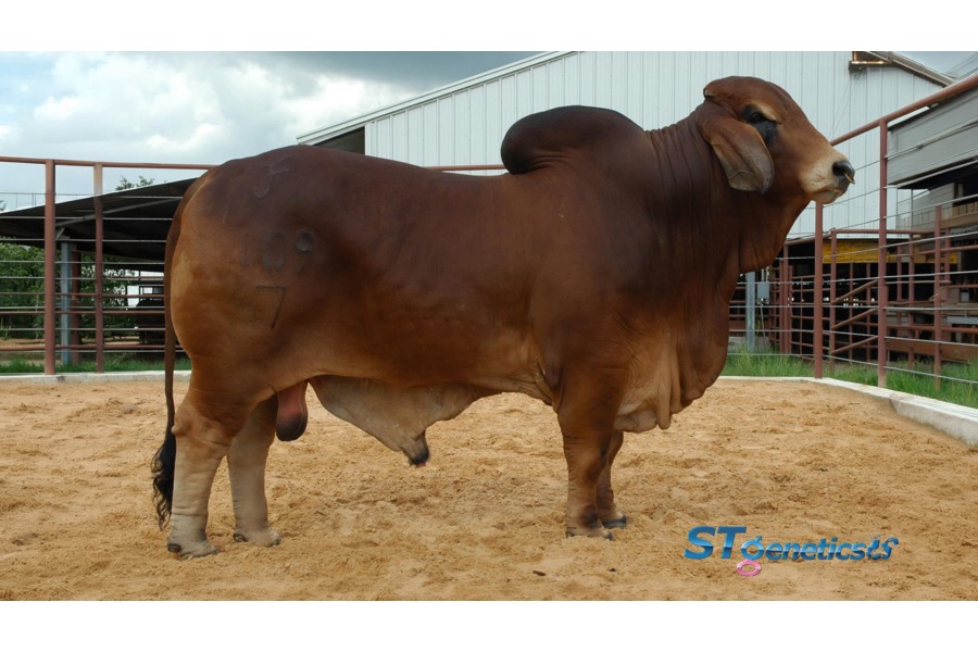 LOT 10 - CJ BAR MISS RAZZBERRY 75/3 X +TJF MR. SMOKIN GUN 109/7 - 3 CONVENTIONAL EMBRYOS