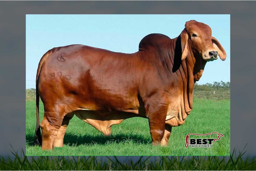 LOTE 15 - +MR WINCHESTER MAGNUM 999/3