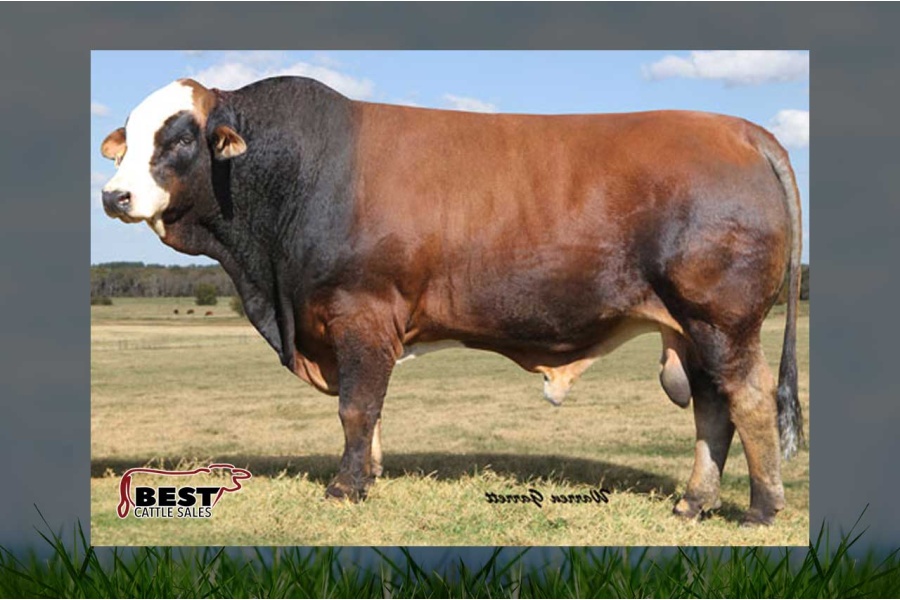 LOTE 24 - PRR SEDONA 004X