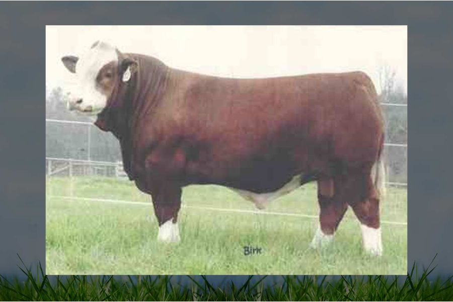 LOTE 29 - MF MR. EVAN 14P