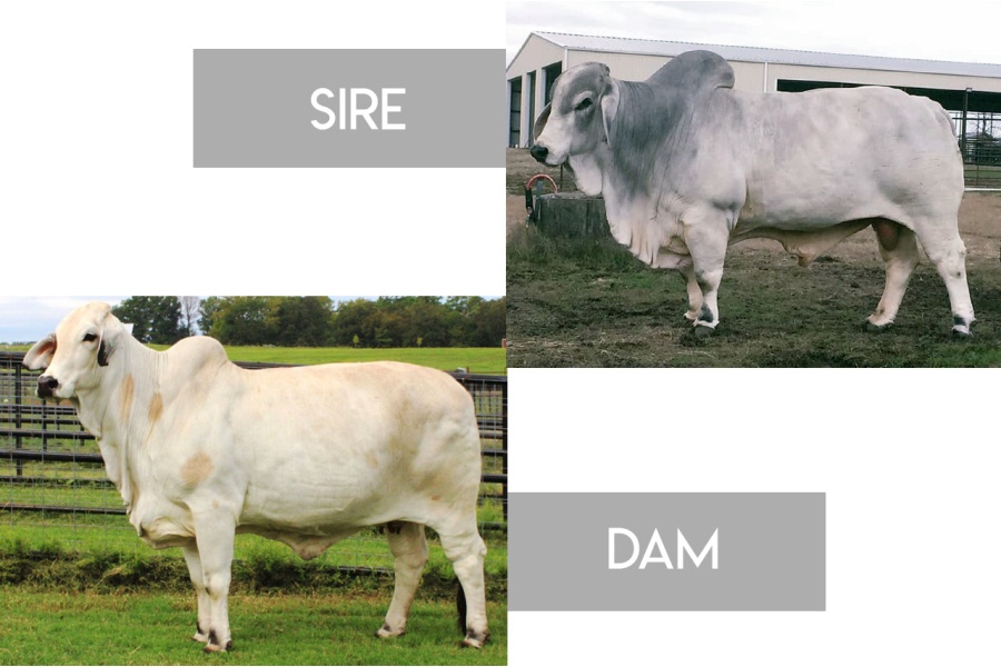 MISSJ&M SEXADA 853/5 X MR +S GRANT MANSO 461 EMBRYO PACKAGE