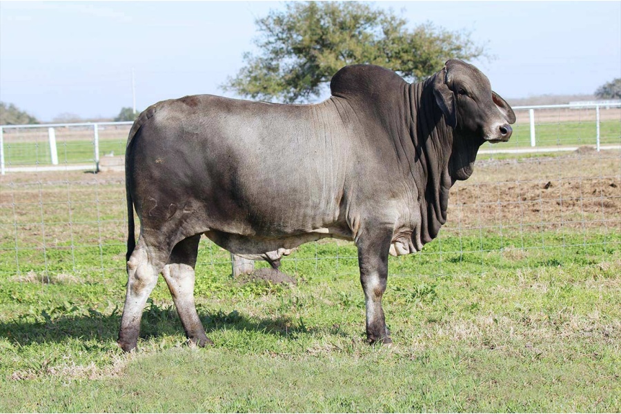 LOT #08 - MR H DALTON MANSO 294/9