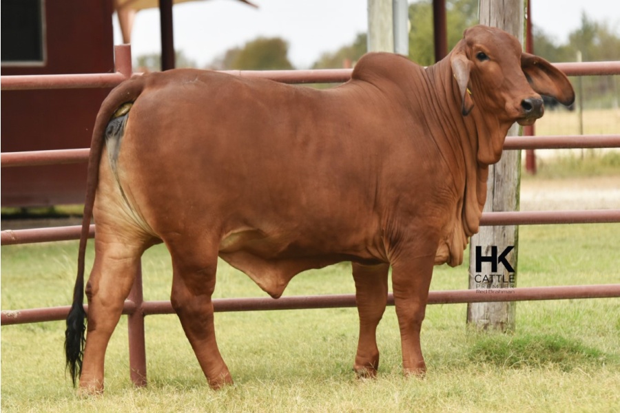 LOT  04 - HK MS. JACK AMERICA 350/3