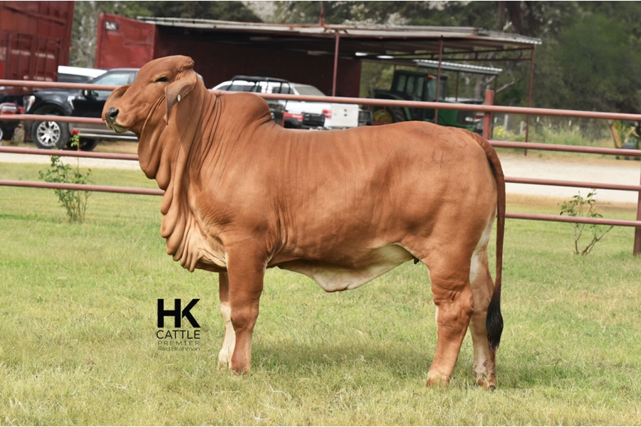 LOT 04 - HK MS. TAZ RAY 525/4