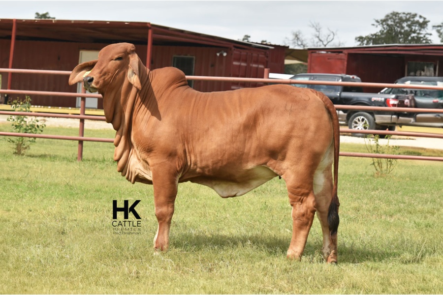 LOT 04 - HK MS. TAZ RAY 525/4