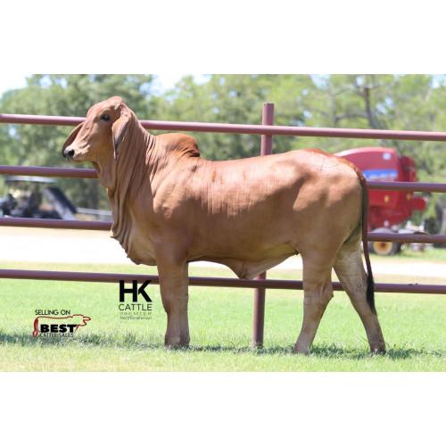 LOT  13 - HK MS. COLOSSAL X-RAY 149