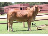 LOT  14 - HK MS. COLOSSAL X-RAY 151
