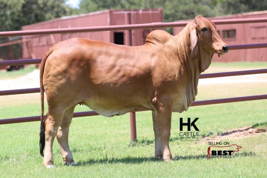 LOT  14 - HK MS. COLOSSAL X-RAY 151