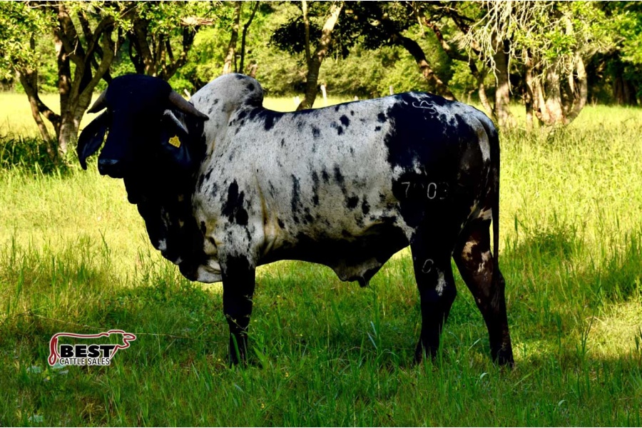 LOTE 01 - AEMMH MR. VILLARIN CATRIN 7003/0