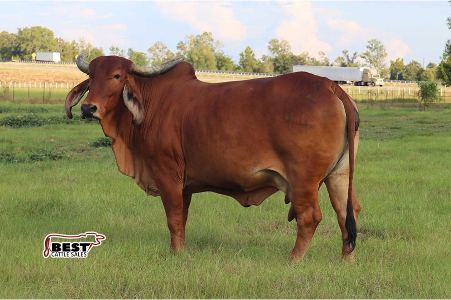 LOT  04 - HS MISS SANGRE 44