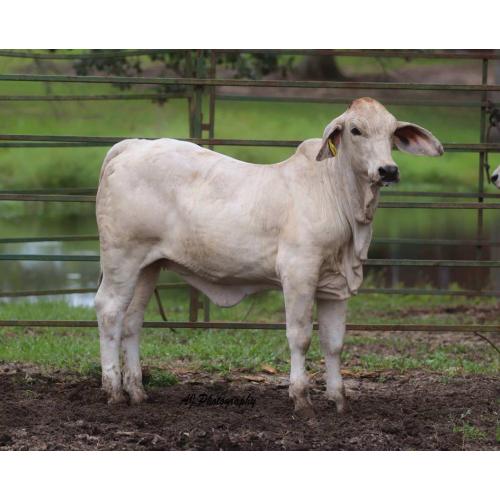 LOT 06 - LEE'S MISS EMMALEIGH MANSO