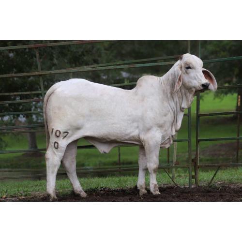LOT 07 - LEE'S MISS CARLY ANN MANSO