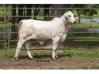 LOT 01 - LEE'S MISS MOLLY GRACE MANSO
