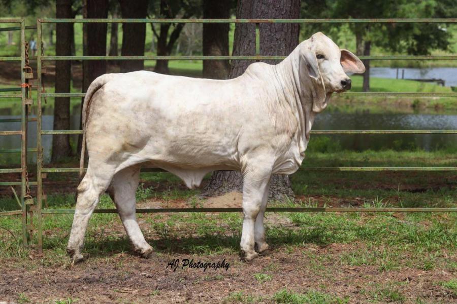 LOT 01 - LEE'S MISS MOLLY GRACE MANSO