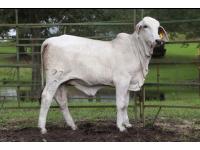LOT 05 - LEE'S MISS BRINLEY MANSO