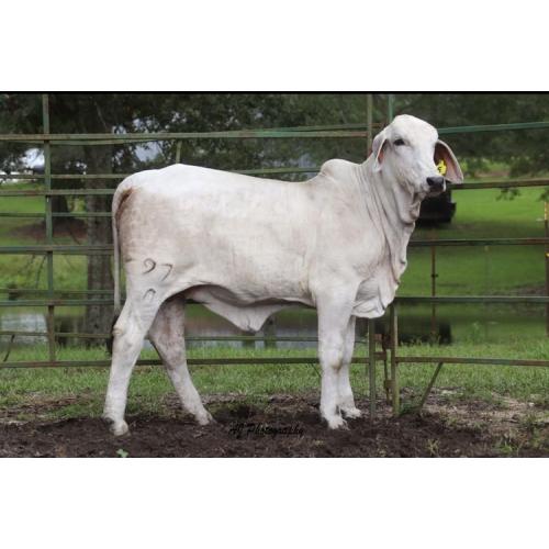 LOT 05 - LEE'S MISS BRINLEY MANSO