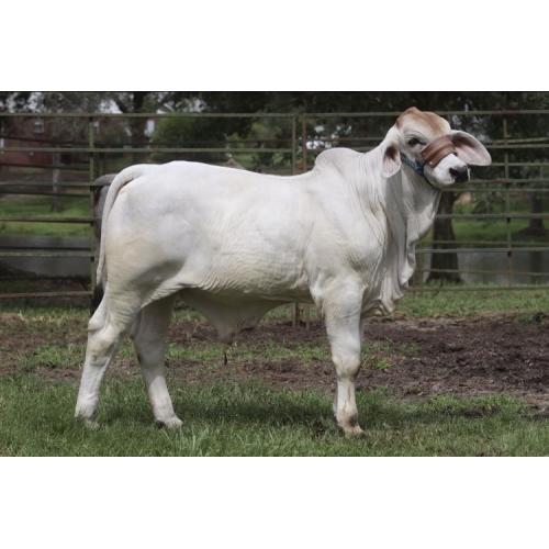 LOT 17 - AB POLLED TODD 44 (P)
