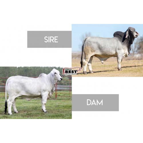 LOT  34 - Mr. V8 824/8 (P) x Miss 4F Polled 109/0 (P) - Embryo Package