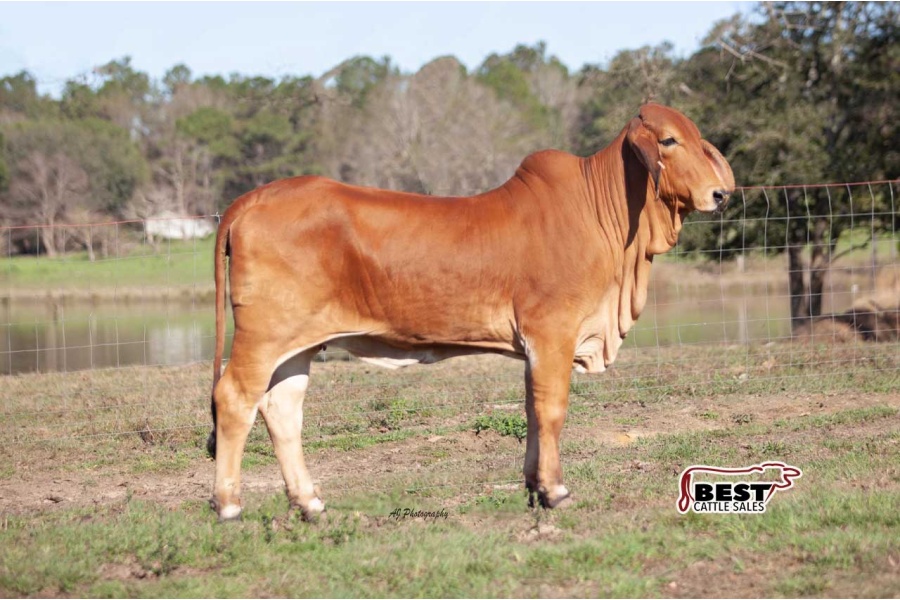 LOT 15 - 2 PUREBRED BRAHMAN (OPEN) FEMALES
