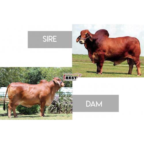 LOT 08 - LADY H AGGIE ROJO 902/6 x MR H GOLD RUSH 478 - EMBRYO PACKAGE