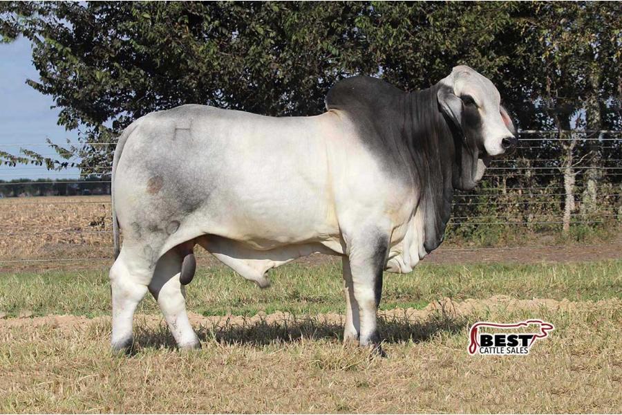 LOT  08 - MR H ARIAT MANSO 340/9