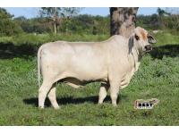 LOT  11 - LADY H ERICA MANSO 187/0