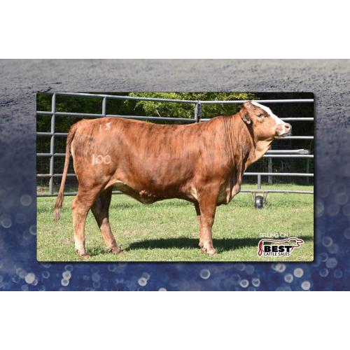 LOT 05 - IS MISS TIGER LILY 100