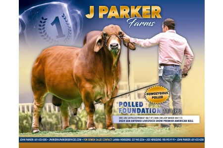 LOT 12 - POLLED FOUNDATION 11/1 (PP) - 3 CONVENTIONAL SEMEN STRAWS