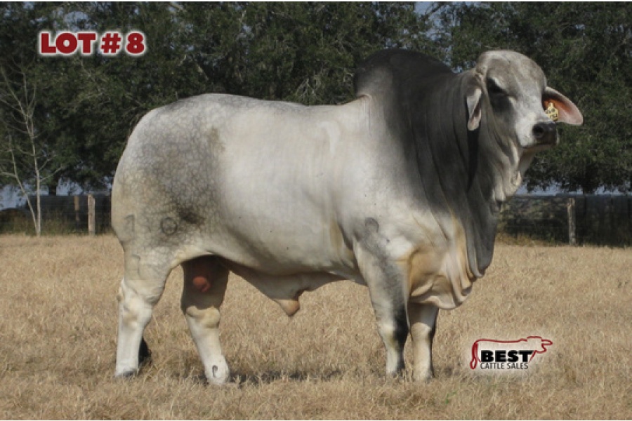 LOT 08 -  JDH HUMBERTO MANSO 710/7