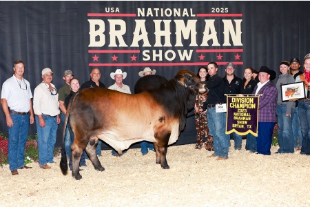 LOT 15 - JLCS JPF DINERO ROJO 46/4 (PP) - 3 CONVENTIONAL SEMEN STRAWS