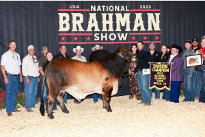JLCS JPF DINERO ROJO 46/4 (PP) THREE STRAW POLLED CONVENTIONAL SEMEN PACKAGE - USA