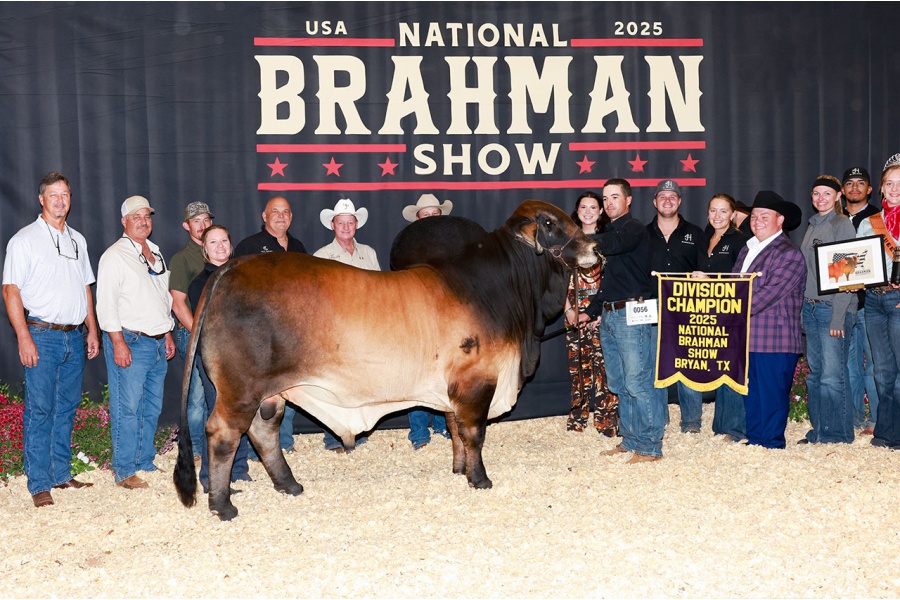 JLCS JPF DINERO ROJO 46/4 (PP) THREE STRAW POLLED CONVENTIONAL SEMEN PACKAGE - USA