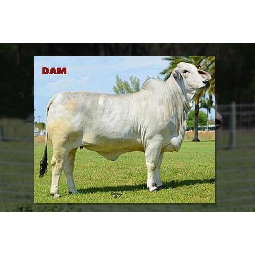 LOT 04 - EMBRYO PKG - JDH MR MANSO 840 X +MISS L2 JAZZY 21 - TWO (2) SEXED EMBRYOS