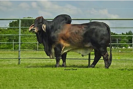 LOT 38 - KC APACHE 707/4 - 10 STRAWS