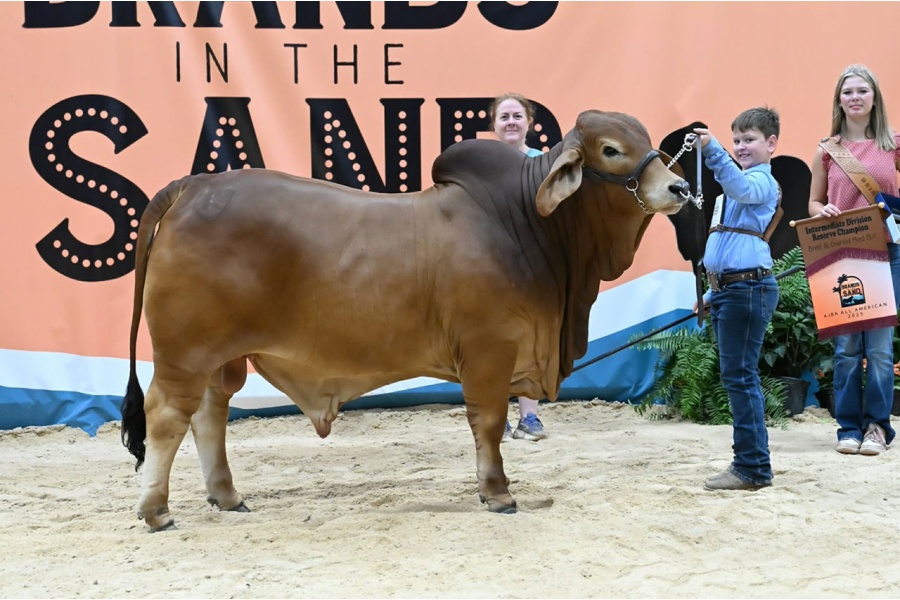 KHRT MEAUX-SIS / MOSES 414 -  HEIFER PLUS SEMEN PACKAGE - USA ONLY